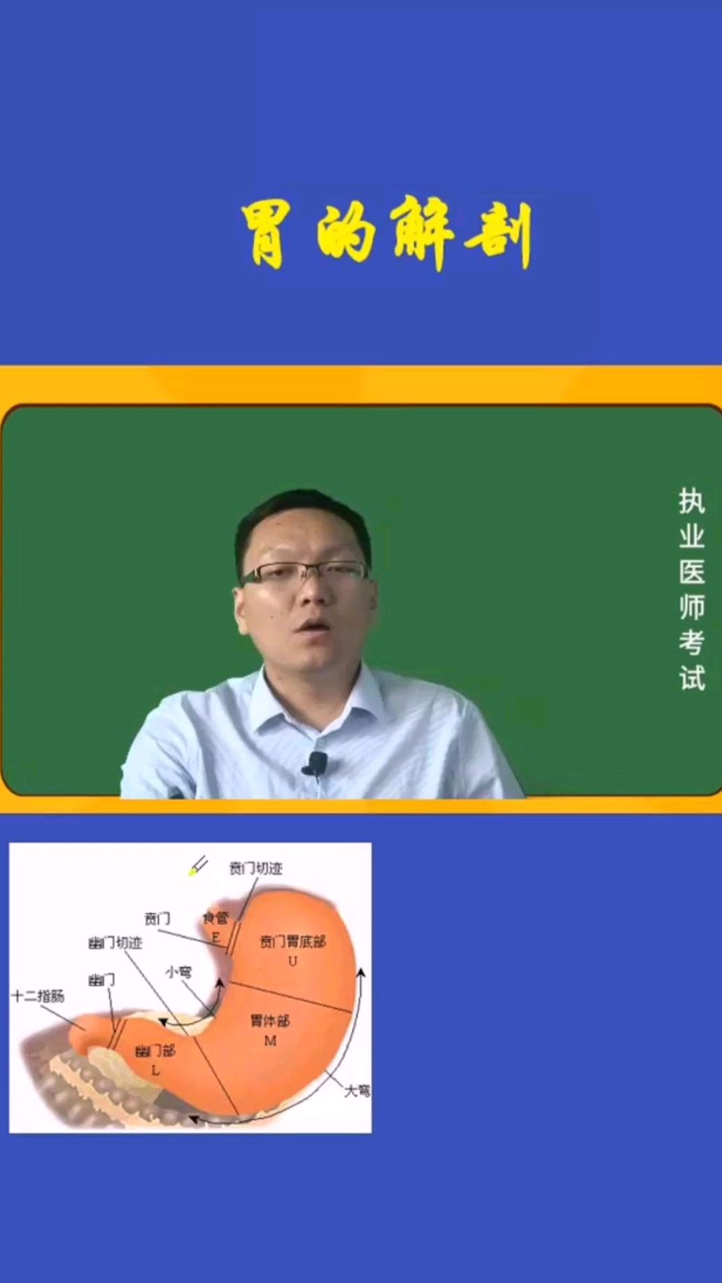 执业医师～胃的解剖