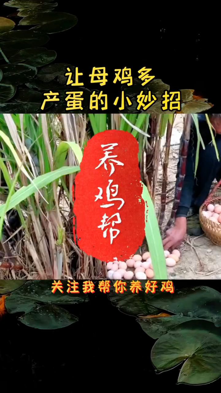 壤母鸡多产蛋小妙招