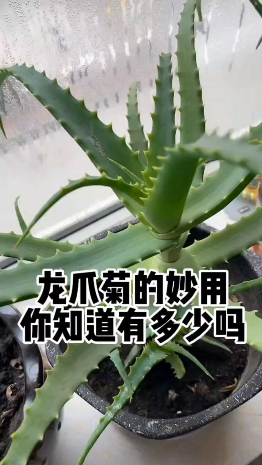 龙爪菊和鸡蛋一起煮你知道有什么作用吗?龙爪菊又叫木立芦荟,主要有两个作用