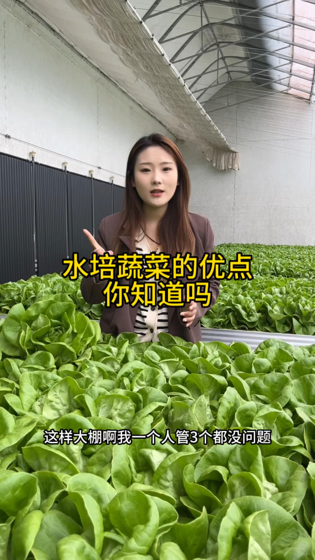 水培蔬菜的优点太多了