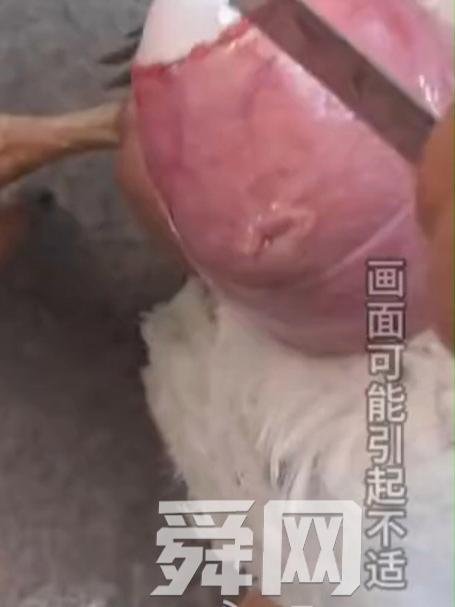 大鹅下蛋的时候卡住了,男子拿出小刀帮忙,看着都疼