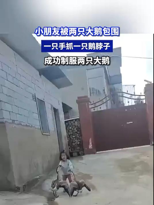 小朋友被两只大鹅包围,一只手抓一只鹅脖子,成功制服两只大鹅