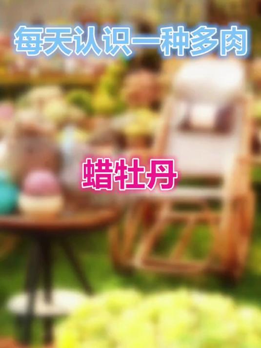 羽安讲多肉：蜡牡丹