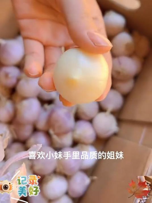 云南紫皮独头蒜炒菜特别香炒菜糖醋蒜腌腊八蒜都可以