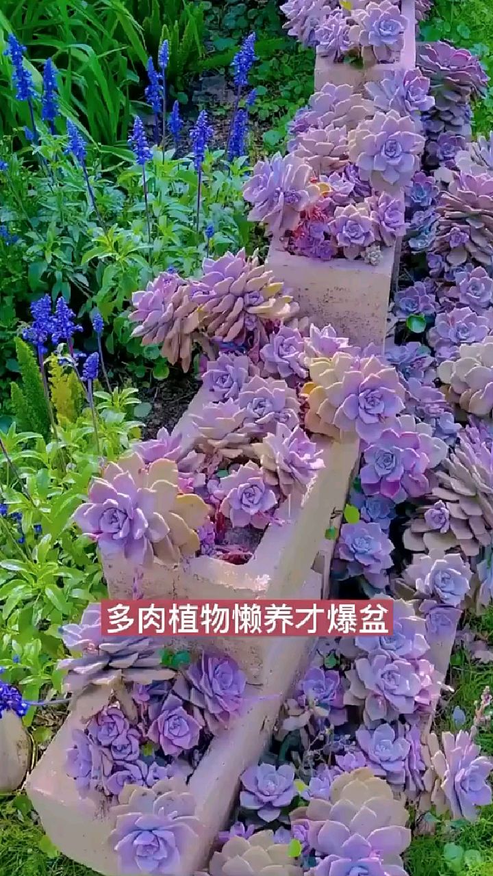 多肉养护小常识