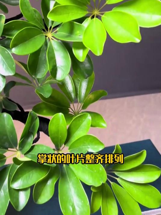 懒人福音到鸭脚木盆栽,不用频繁来浇水,四季常青好养活!