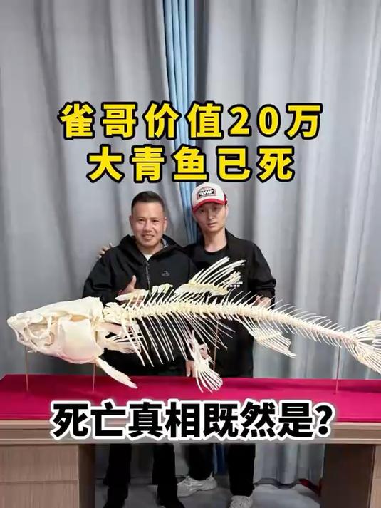 痛心!雀哥200多斤价值20万的大青鱼已死,死亡真相竟然是?