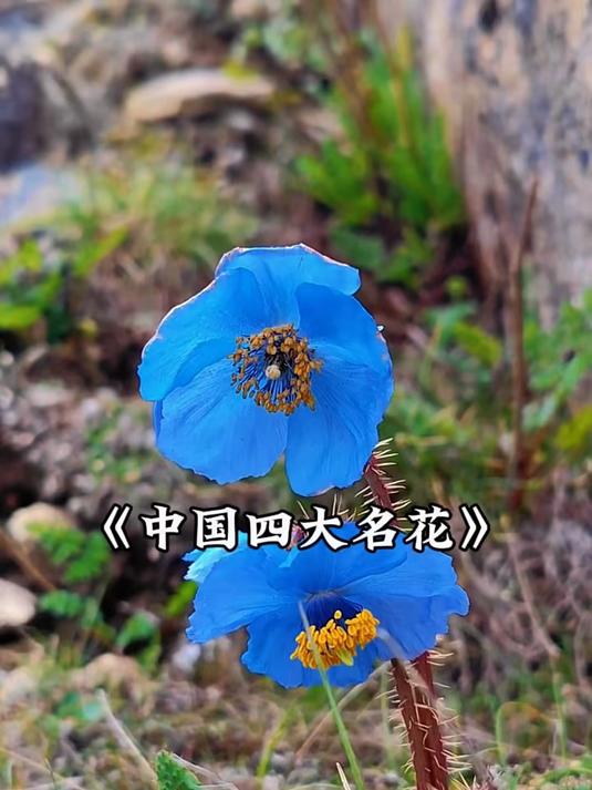 中国四大名花
