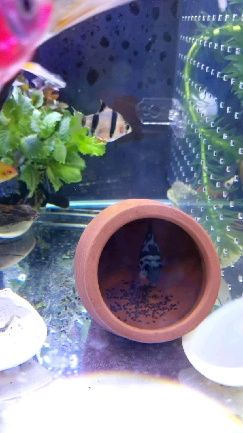 迷你鹦鹉的这一窝小鱼已经孵化出来第3天了,还没有起飞,可能还要两天