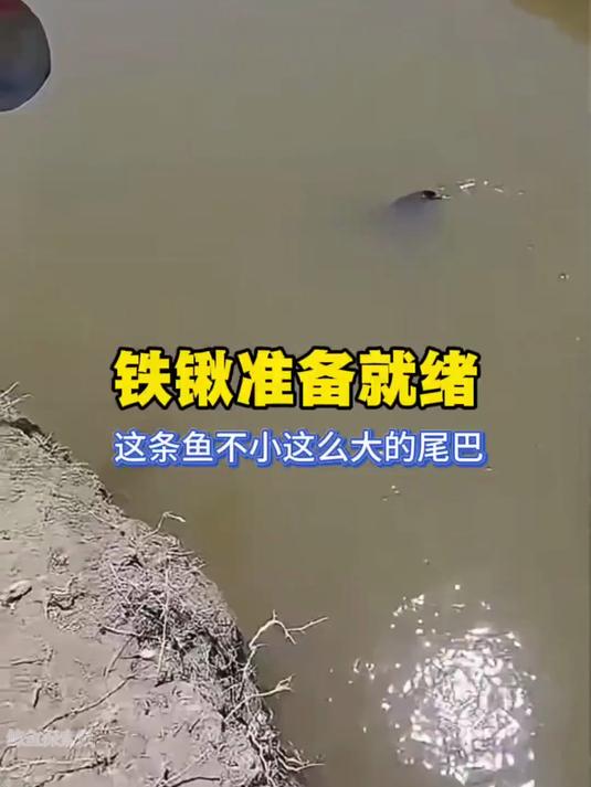 铁锹准备就绪,这条鱼不小,这么大的尾巴