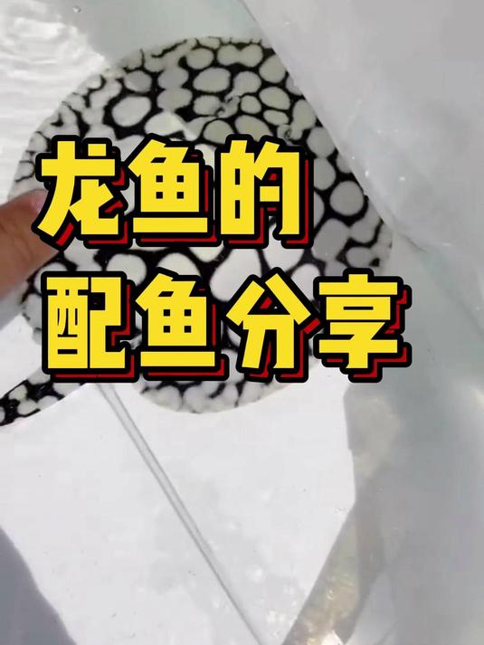 龙鱼的配鱼分享