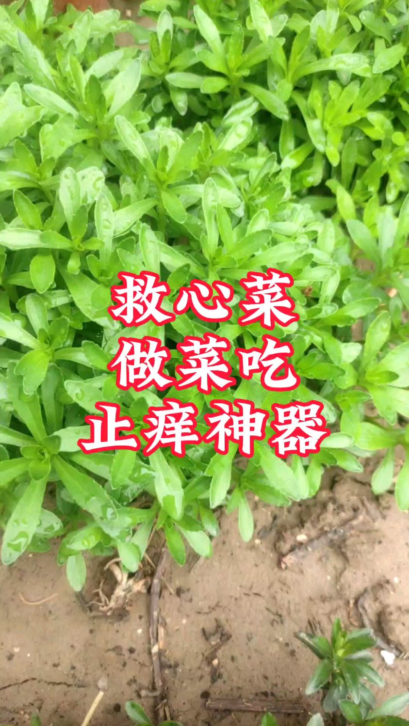 救心菜,养心又补钙,蚊虫叮咬,用叶子涂抹,快速止痒