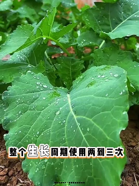 油菜怎样丰产?做到粒粒饱有诀窍