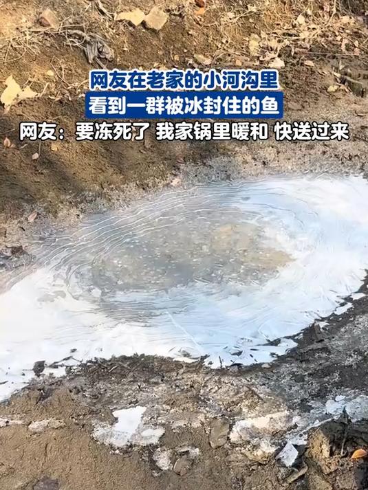 网友在老家的小河沟里,看到一群被冰封住的小鱼