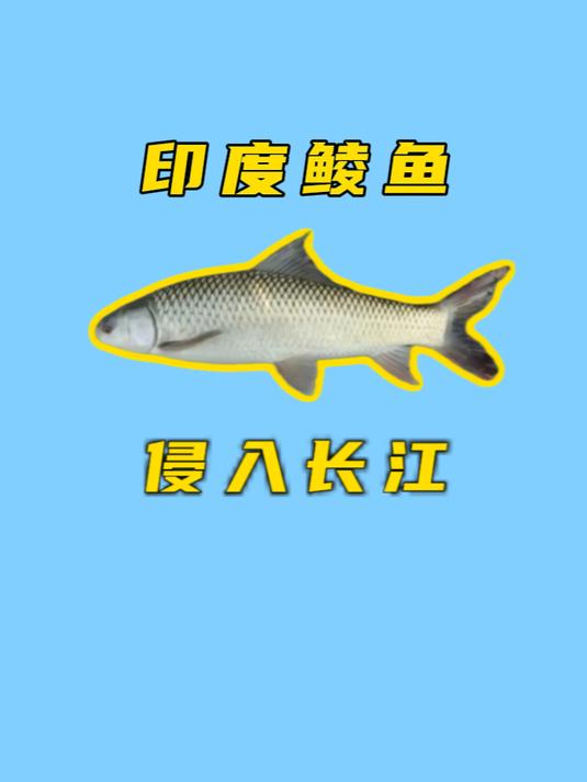 麦鲮鱼侵入长江:长得很像草鱼,为何却很猖狂?