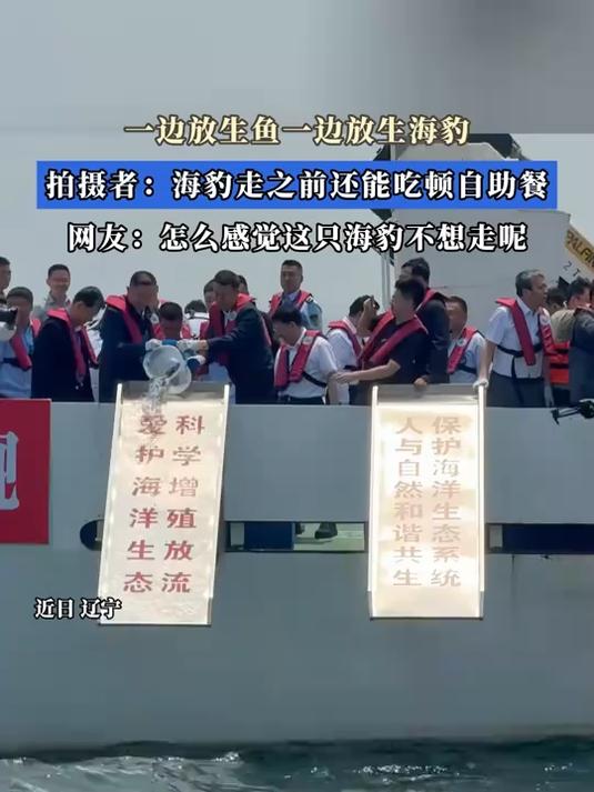 一边放生鱼一边放生海豹，拍摄者：海豹走之前还能吃顿自助餐