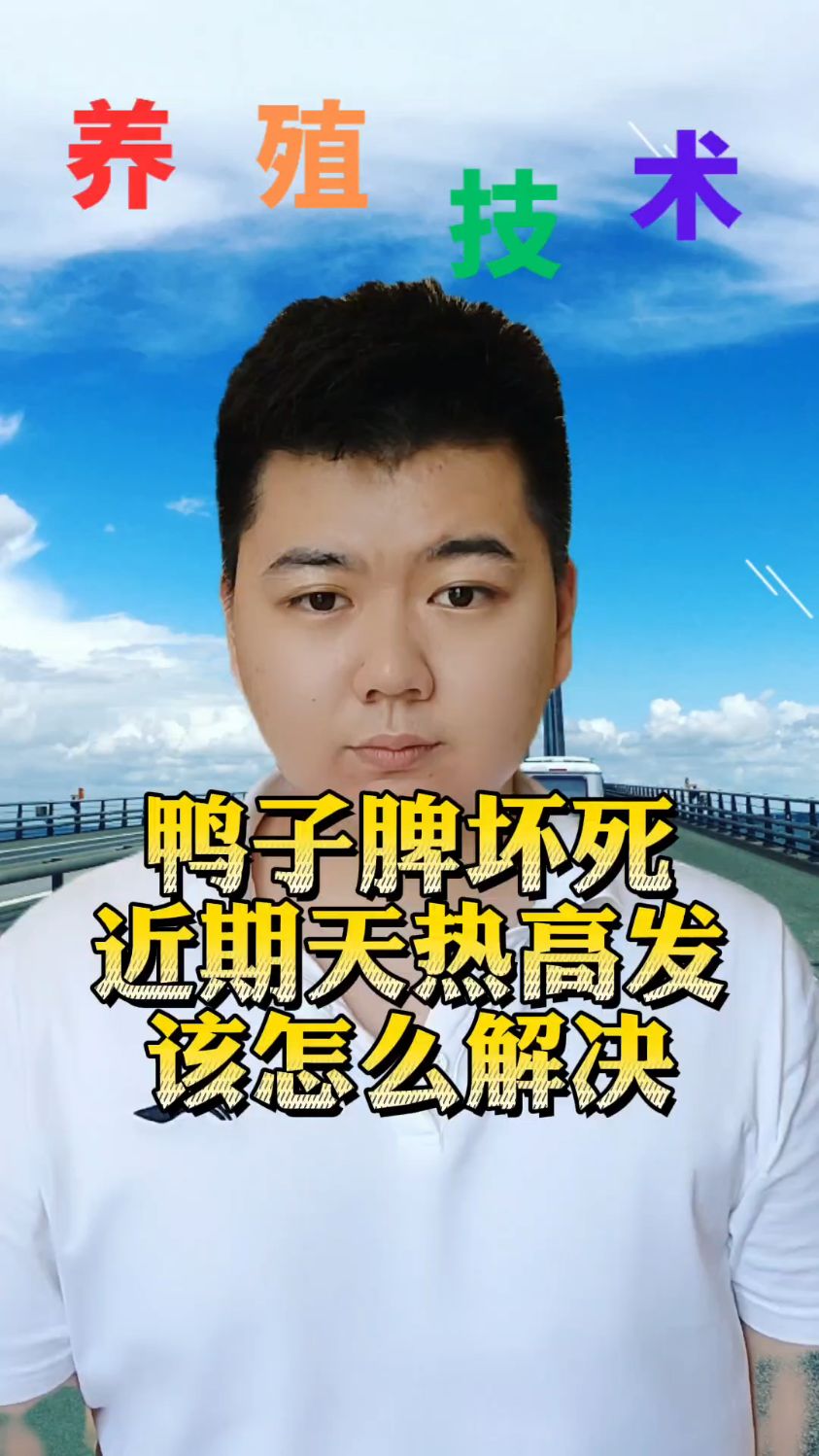 #鸭子脾坏死是什么原因鸭子脾坏死用什么药好鸭子脾脏坏死的症状小鸭子脾坏死什么引起的
