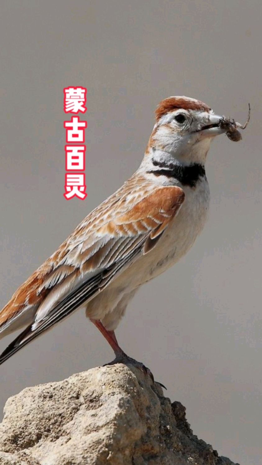 蒙古百灵草原鸟类，鸣声清脆婉转，是一种动听的颤音。主要以杂草草子为食，也吃害虫