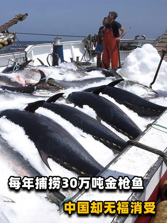 金枪鱼真有那么好?日本一条鱼拍卖上亿,那么贵中国人为何不吃?