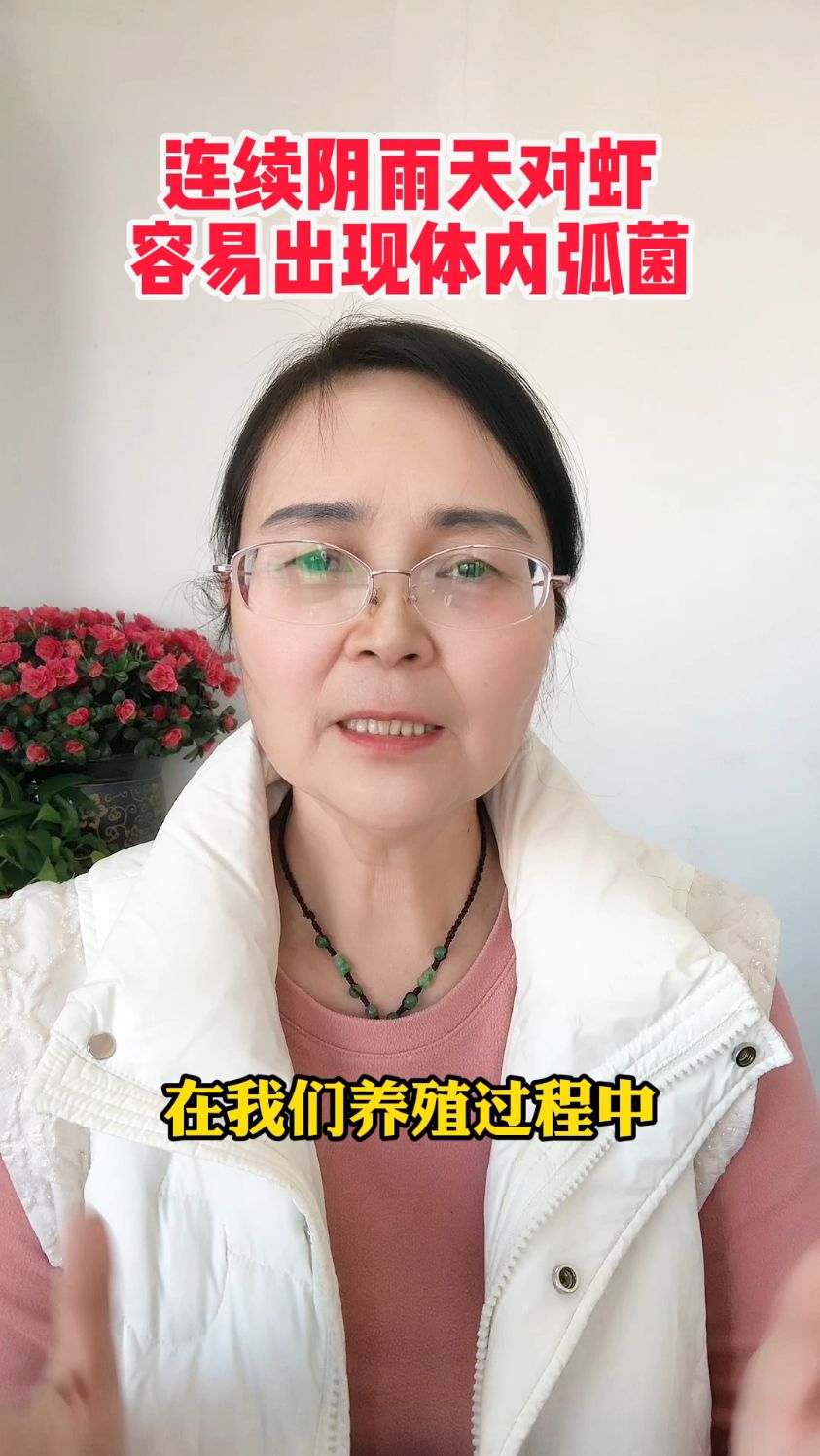 连续阴雨天过后对虾容易出现弧菌