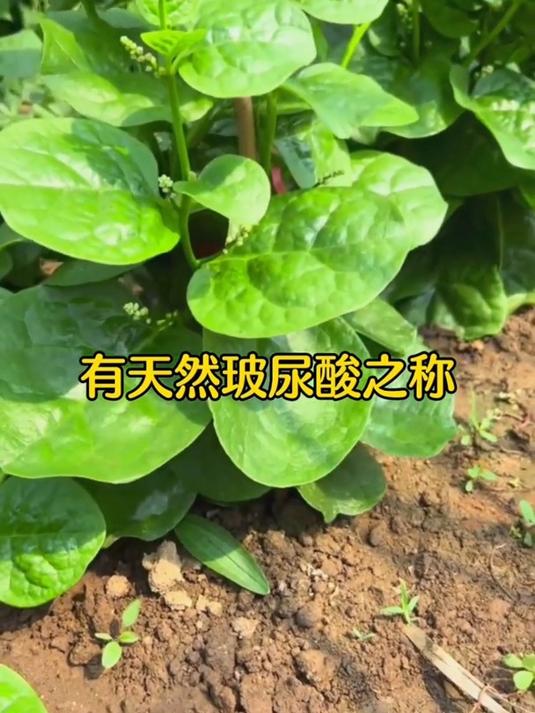 大叶木耳菜,一棵就长一大片,全家不愁吃!