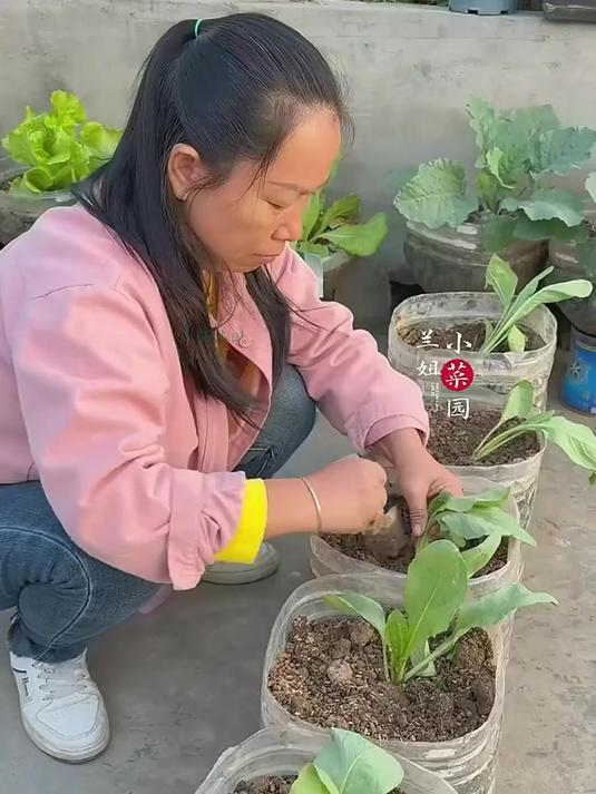 高州甜麦菜:轻松种植,美味又健康!