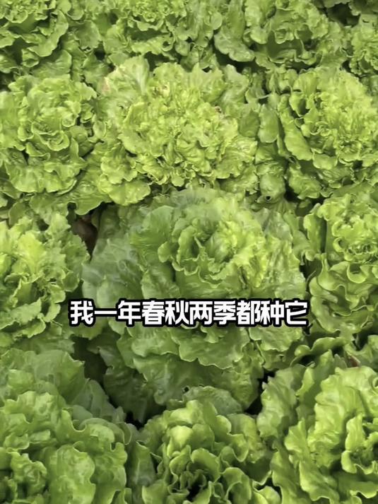 种子外壳防鸟啄食,意大利品种抗倒春寒,三明治夹心首选嫩叶