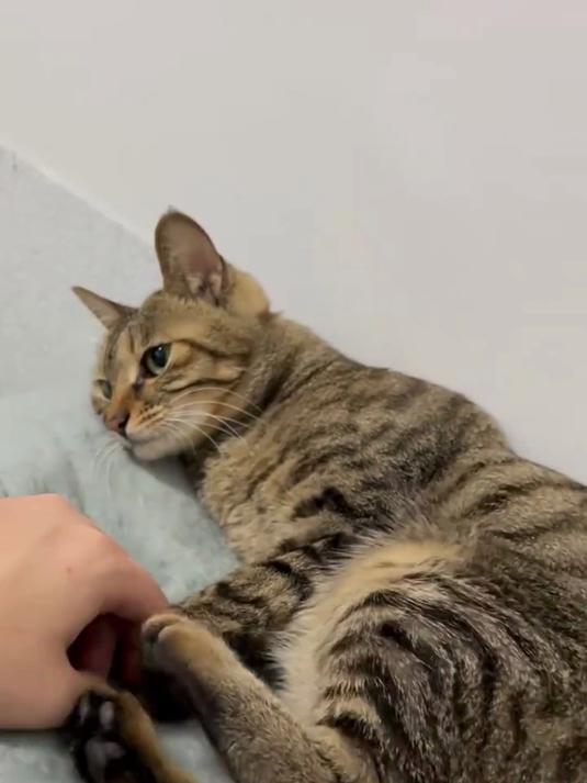 在摸猫咪肉垫时,猫在想什么呢?