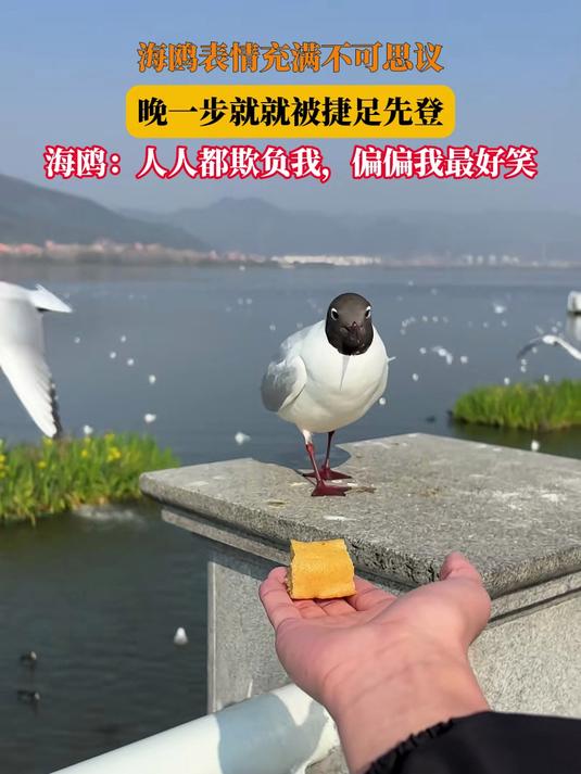 #马上就出发##马上就出发#海鸥表情充满不可思议，晚一步就就被捷足先登，海鸥：人人都欺负我