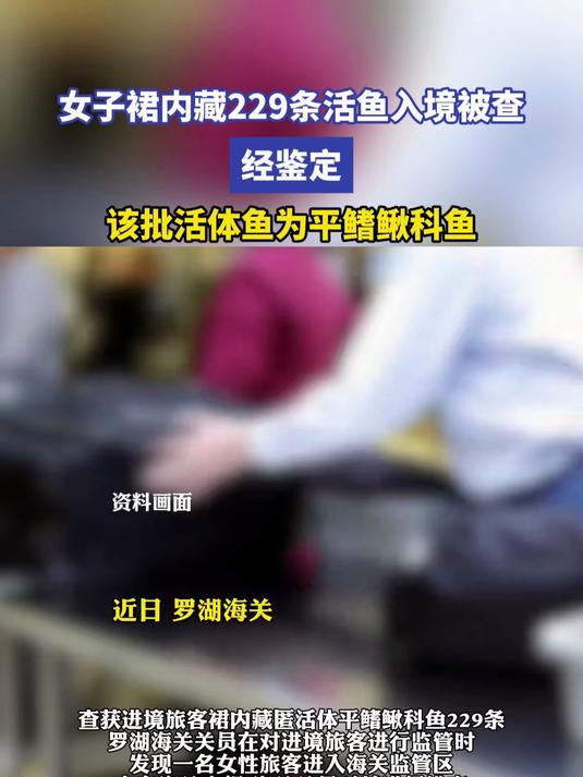 女子裙内藏229条活鱼入境被查 经鉴定该批活体鱼为平鳍鳅科鱼