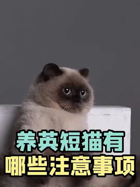 饲养英短猫,有哪些需要注意的事项