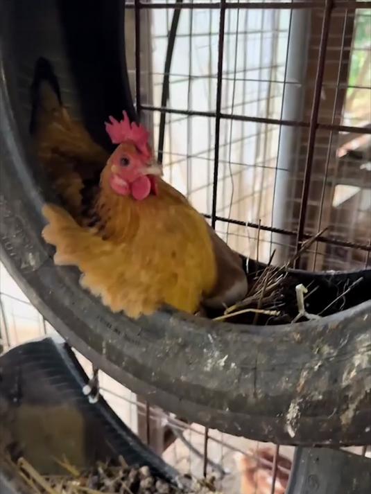 孵蛋公鸡的执着:蛋失心乱,虽非本职,护蛋情深似母鸡