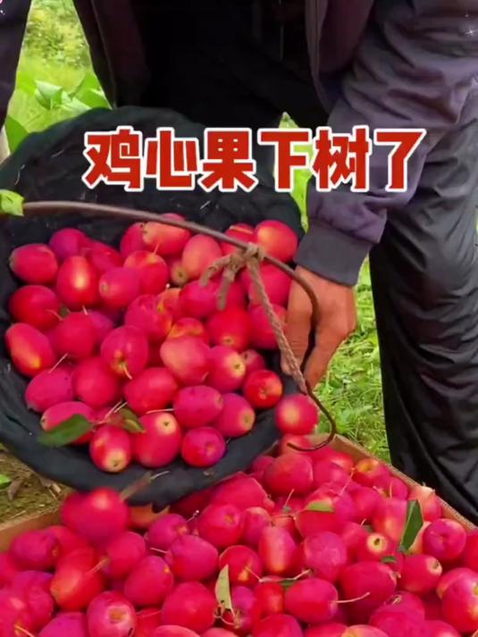 嘎嘎地的东北鸡心果来啦