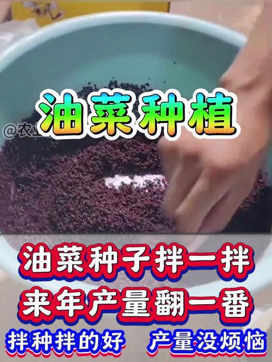 油菜种子拌一拌，来年产量翻一番，拌种拌的好，产量没烦恼