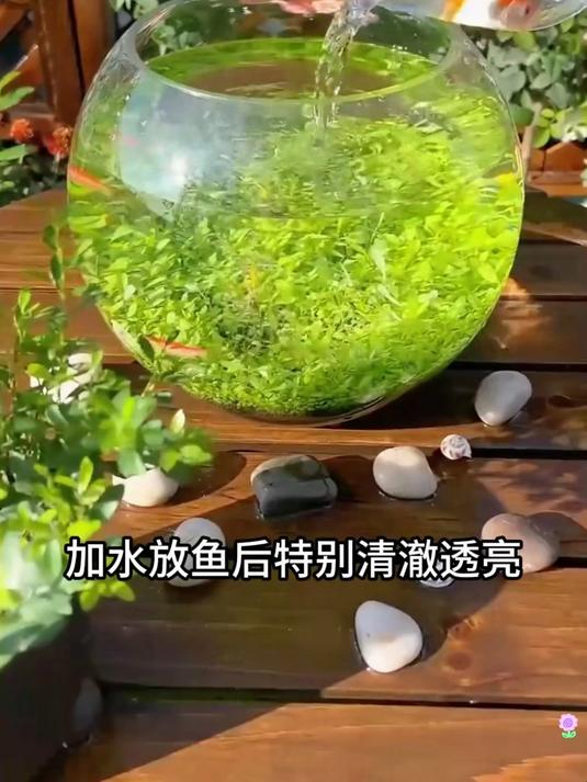 不会碎的鱼缸来了,圆形鱼缸一体成型防摔耐摔,做个盆栽也不错