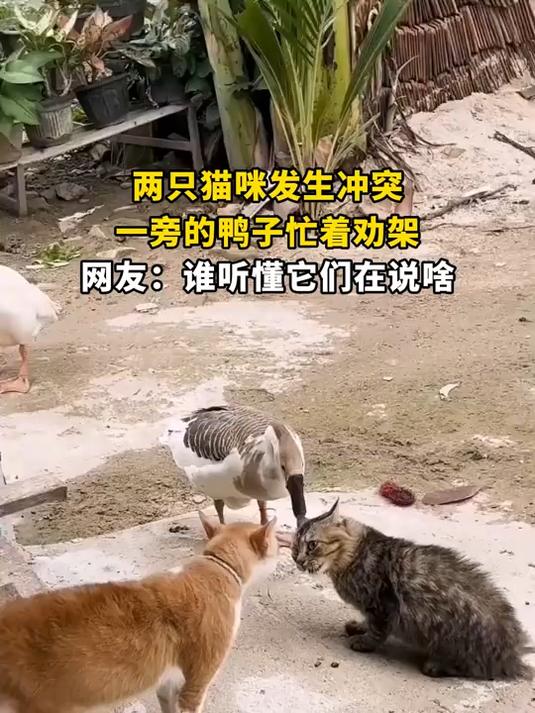 两只猫咪发生冲突,一旁的鸭子忙着劝架,网友:谁听懂它们在说啥