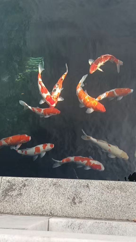 最美丽的鱼戏水图
