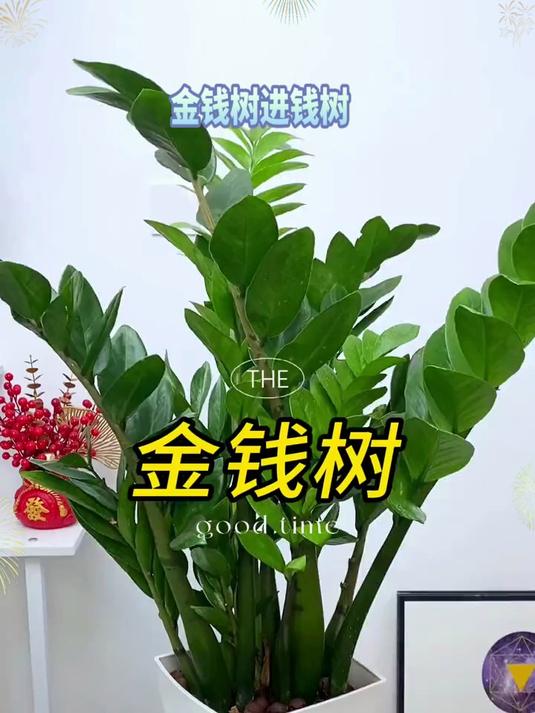 金钱树 花卉绿植 金钱树又叫钱串子 招财进宝