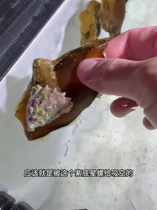 吃鲨鱼卵的罪魁祸首竟然是它