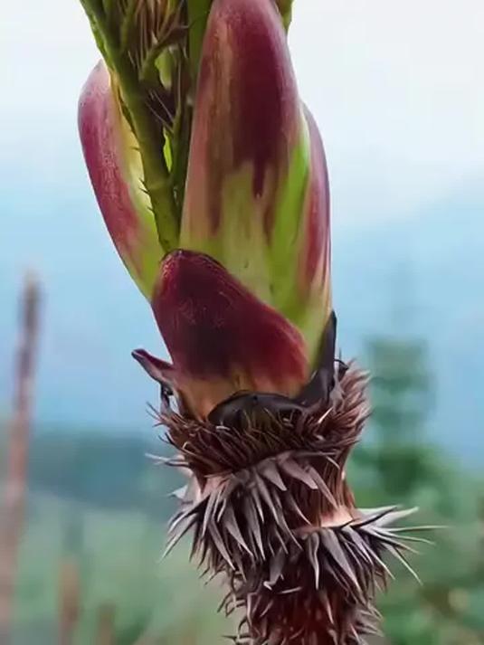 刺龙芽菜种子四季可播 阳台小院都能种 年年吃不完
