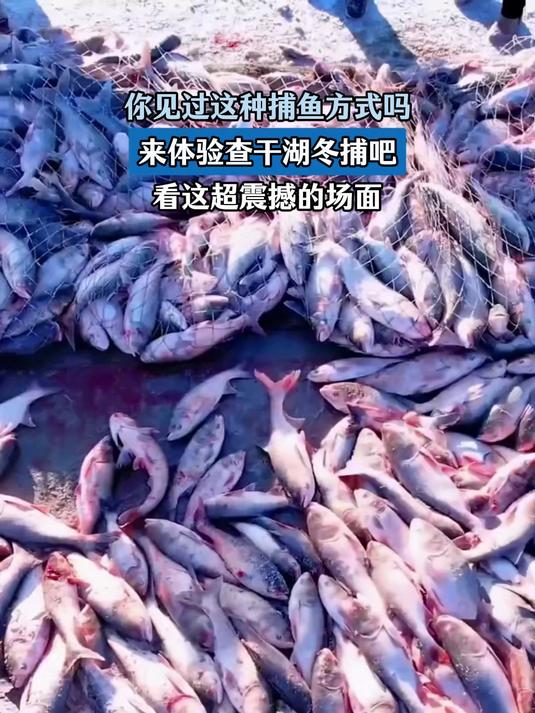 你见过这种捕鱼方式吗，来体验查干湖冬捕吧，看这超震撼的场面