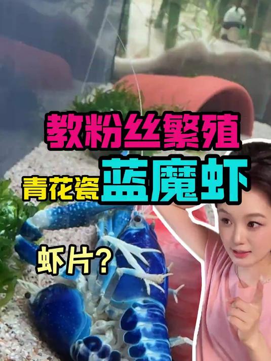 挑战教粉丝繁殖蓝魔虾 入缸就抱窝,抱卵不远了～