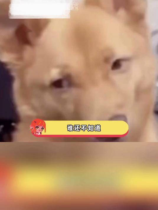 我看我们美食苏超也是风韵犹存啊!