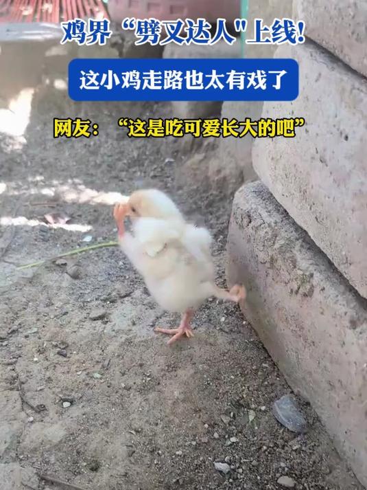 鸡界劈叉达人上线！这小鸡走路也太有戏了