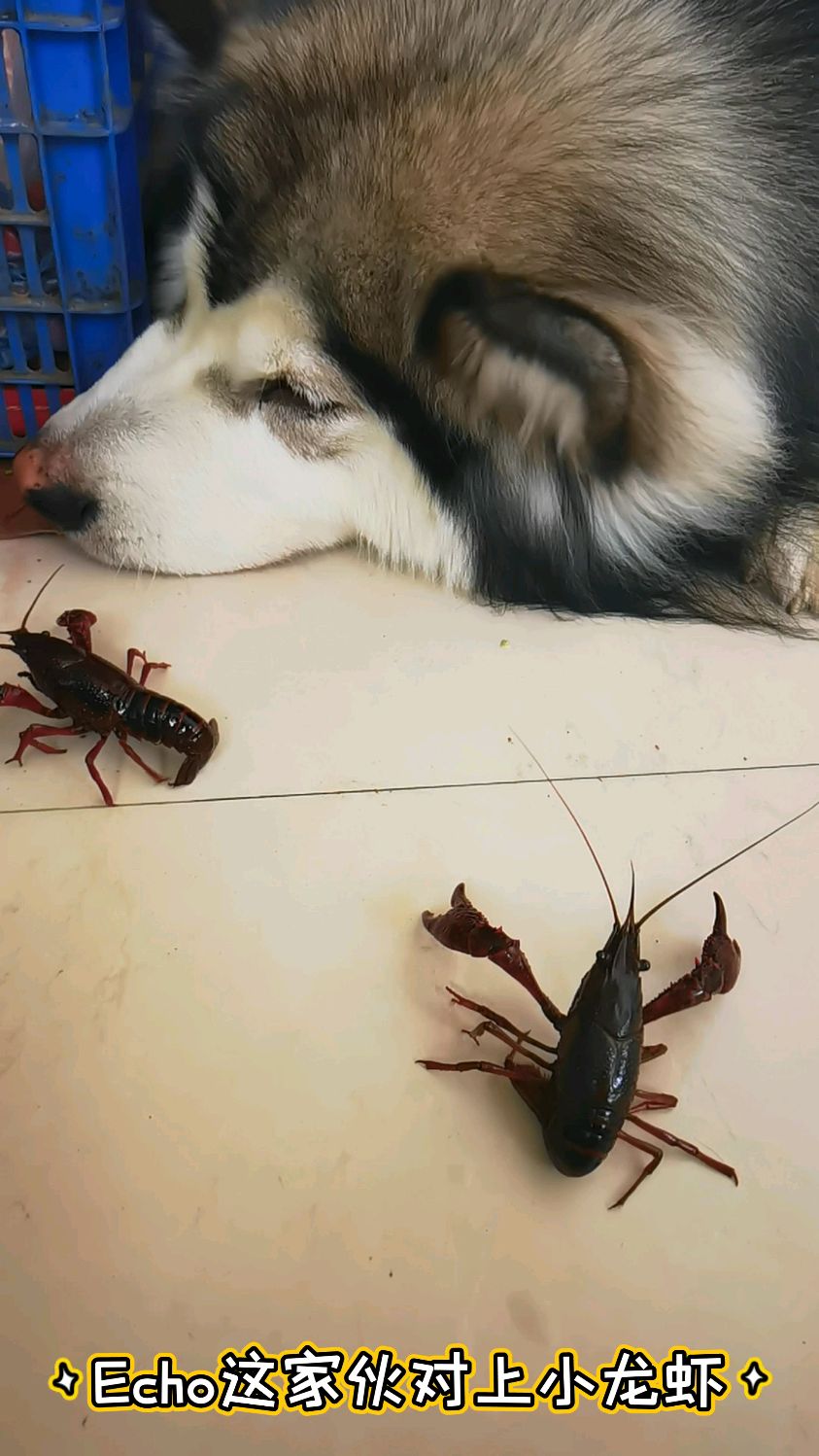 阿拉斯加挑战小龙虾