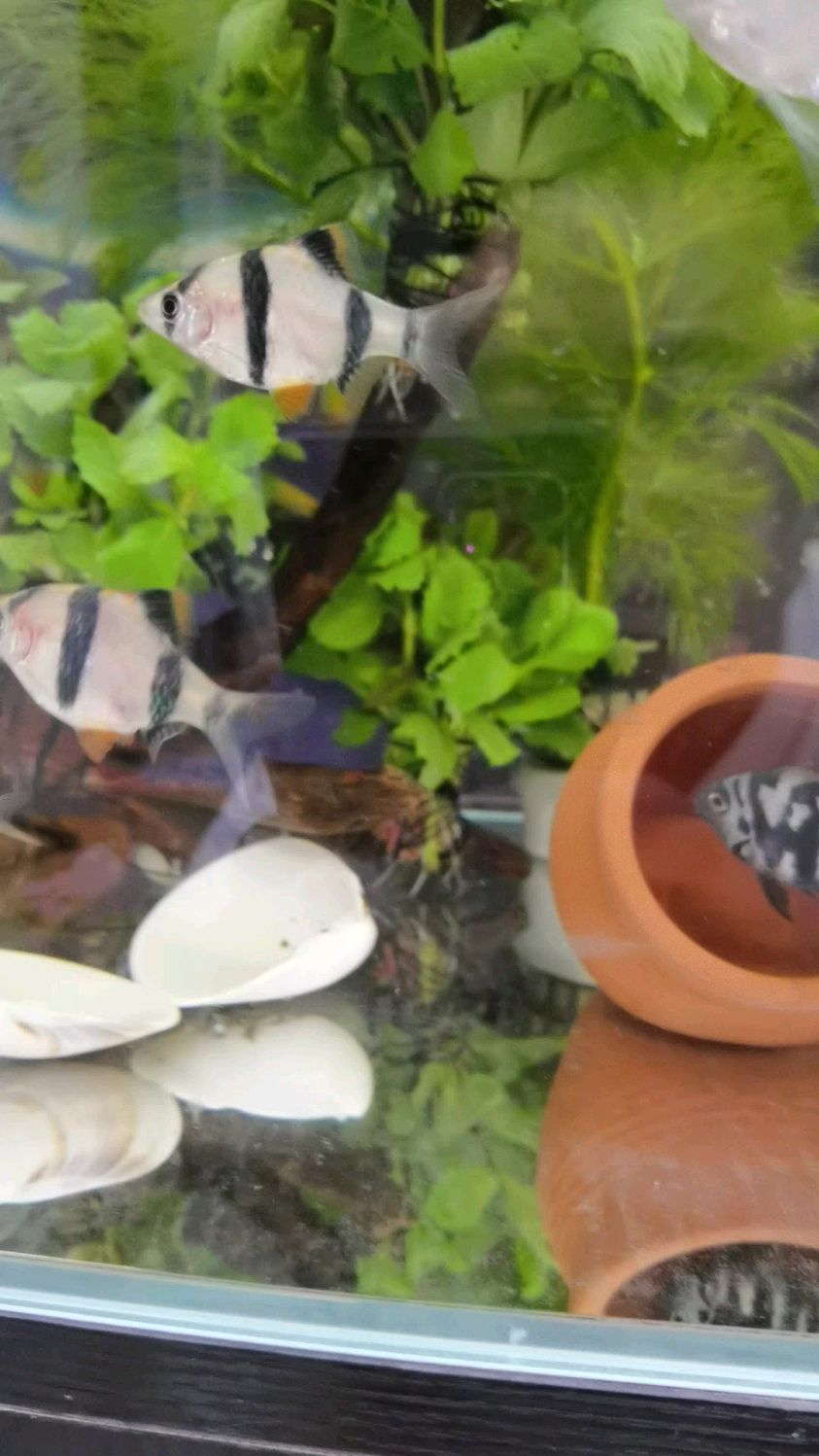 4间虎皮鱼一共有4种颜色土黄色,荧光色,金色,宝蓝色,你养过几种呢?