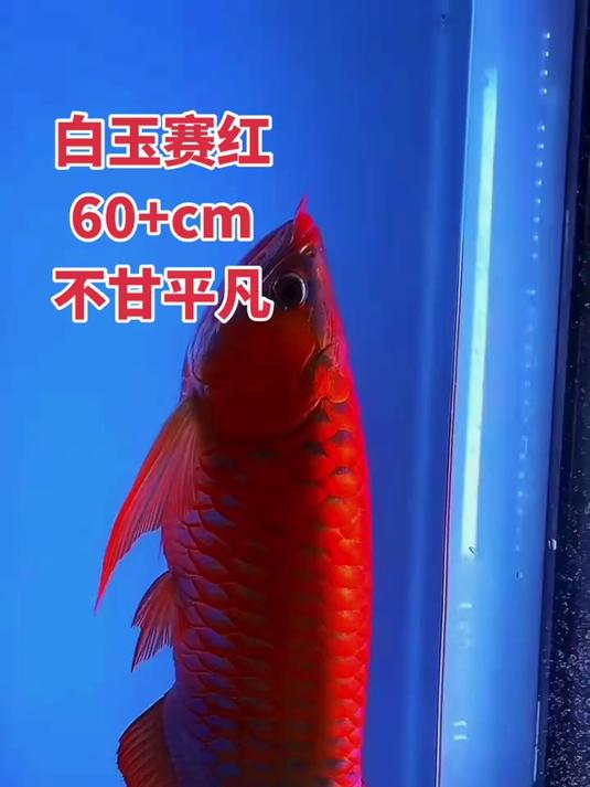 赛级白玉血红龙,60+公分,通体大红,非常漂亮