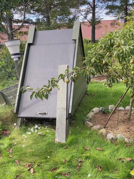 我们家的鸭妈妈终于成功孵出小鸭子啦,宝宝也有了小伙伴