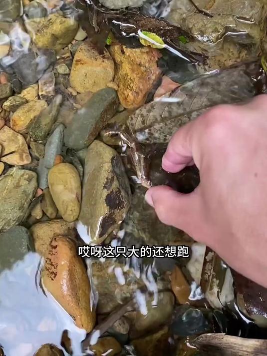 把臭鸭肠往小溪边一放,10分钟后土货自动上钩,抓的真过瘾