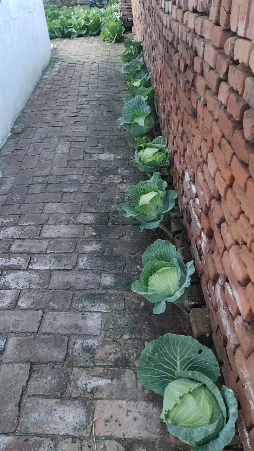 墙角种菜把墙头种倒了